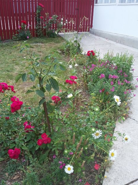  - florile de la tara 2014 2016 si 2017