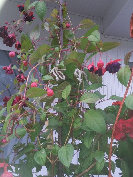  - florile de la tara 2014 2016 si 2017