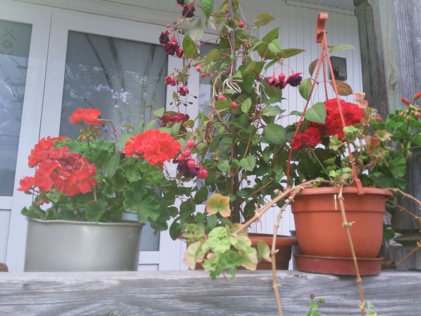  - florile de la tara 2014 2016 si 2017