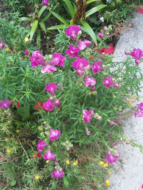  - florile de la tara 2014 2016 si 2017