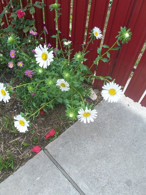  - florile de la tara 2014 2016 si 2017