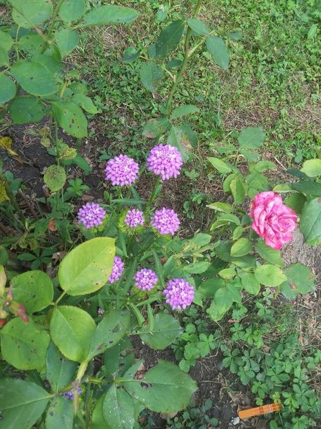  - florile de la tara 2014 2016 si 2017