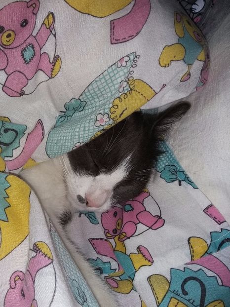  - Felix