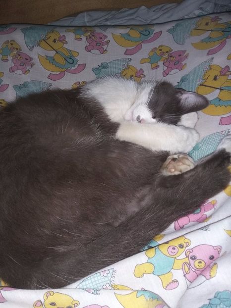  - Felix