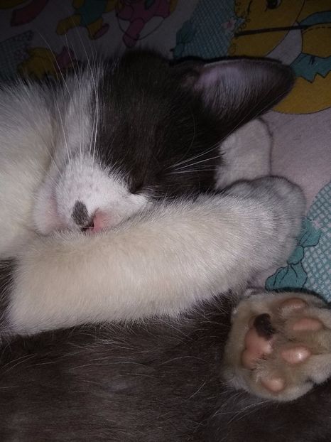  - Felix