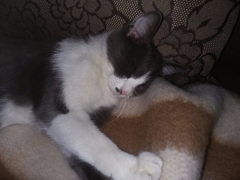  - Felix