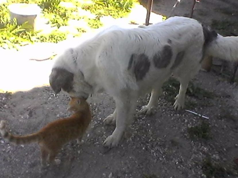 kinga si foca - Micile mele feline 2018