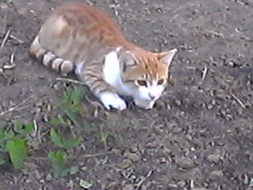 porto - zambete 2017 - 2018