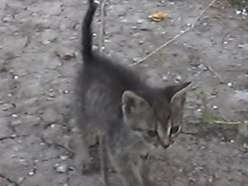 manutza - Micile mele feline 2018