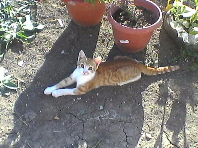 porto - Micile mele feline 2018