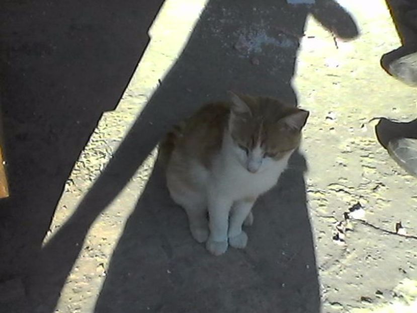 ghemutza - Micile mele feline 2018