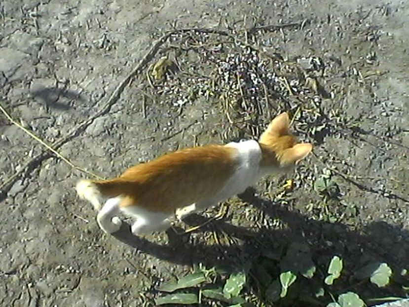 lamaie - Micile mele feline 2018