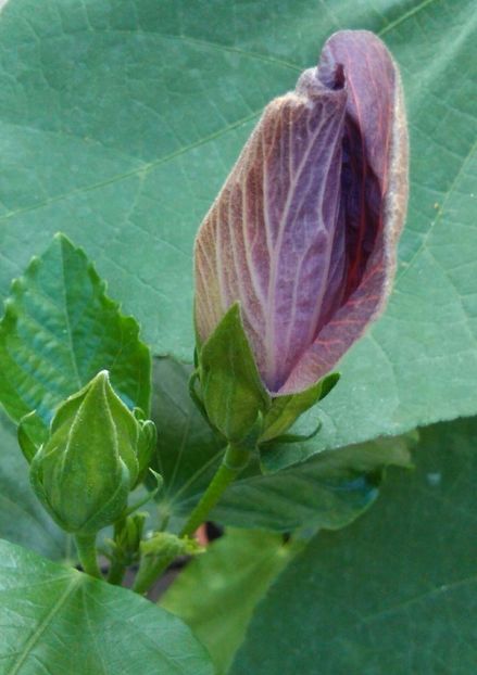  - Hibiscus Tahitian Purple Sovereign