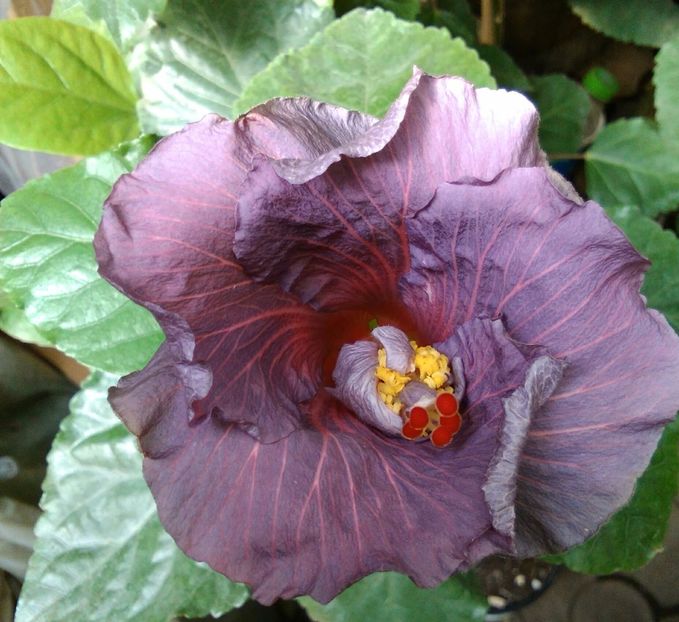  - Hibiscus Tahitian Purple Sovereign