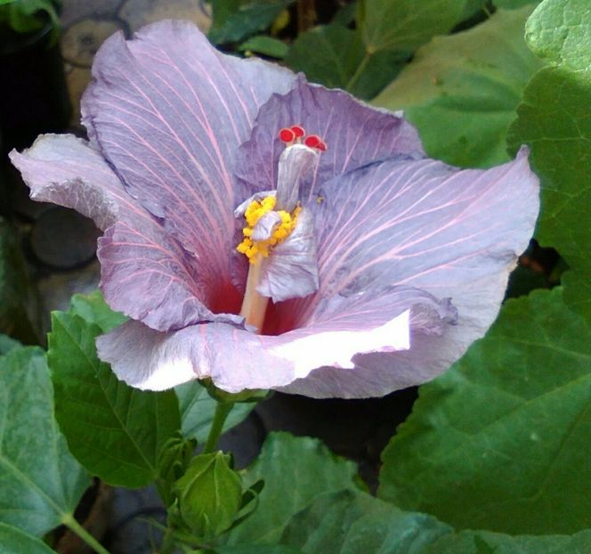  - Hibiscus Tahitian Purple Sovereign