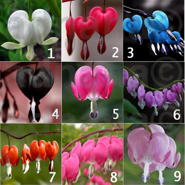  - Dicentra Spectabilis - Cerceii Doamnei