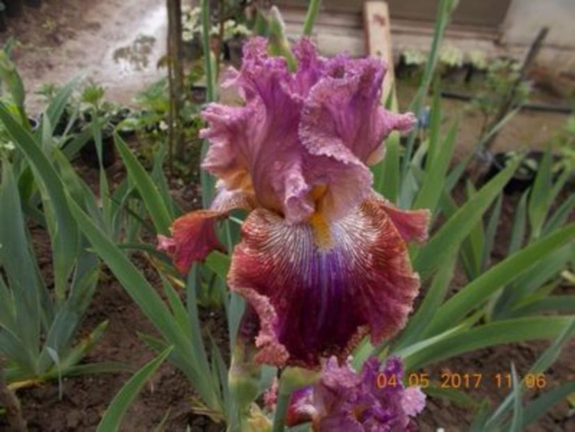 Barroco - Irisi achiziționați 2017