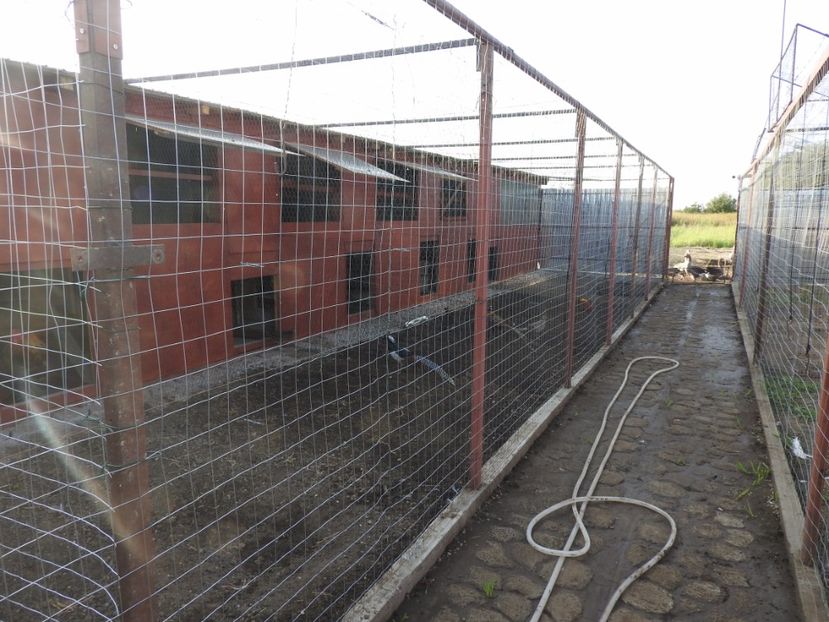 voliera fazani - 14 -- voliera