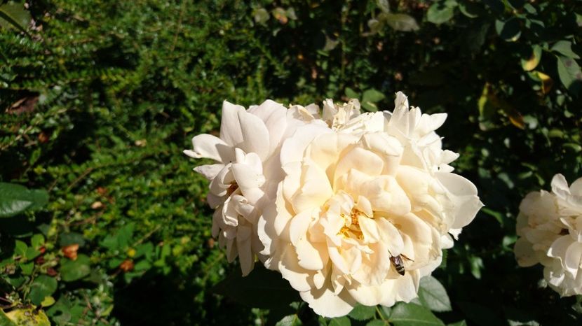  - Uetersener klosterrose- urcator