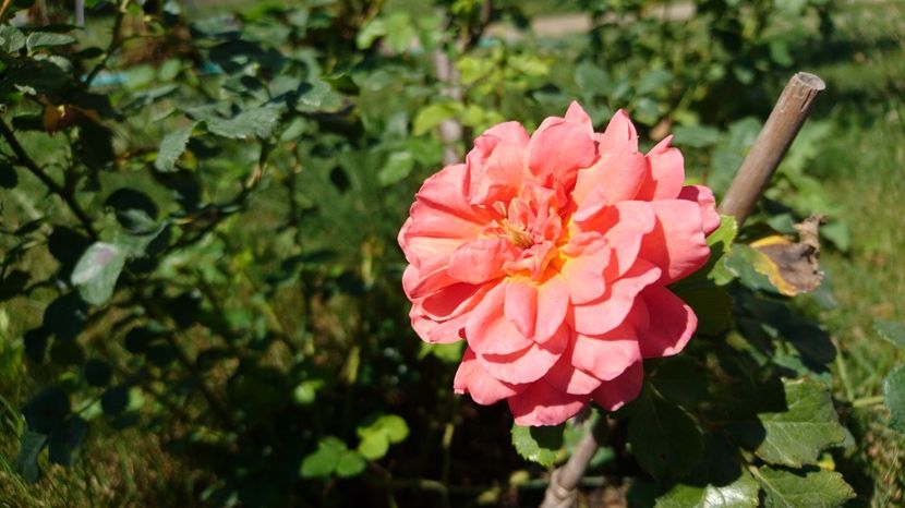  - Christopher Marlowe