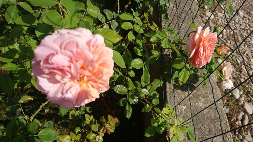  - Abraham Darby