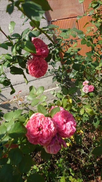  - Gradina august 2017
