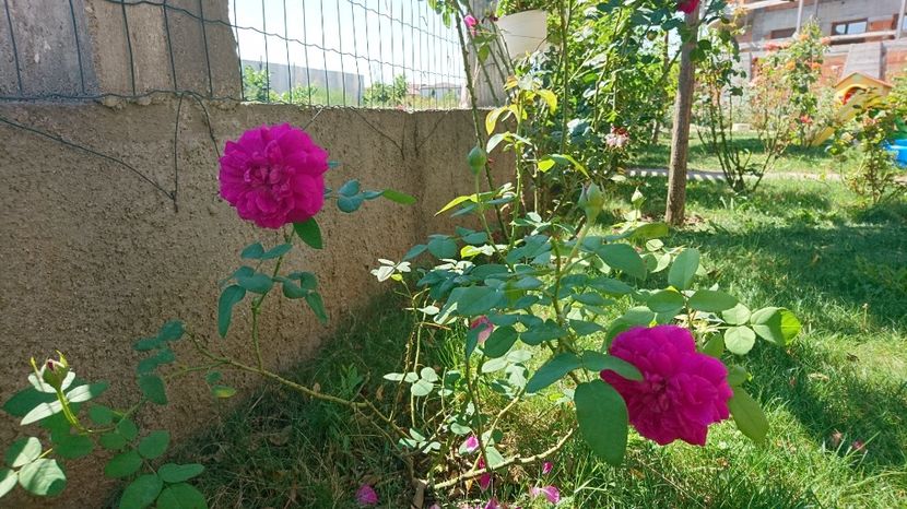  - Gradina august 2017
