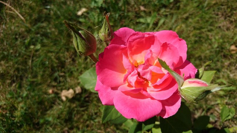  - Gradina august 2017