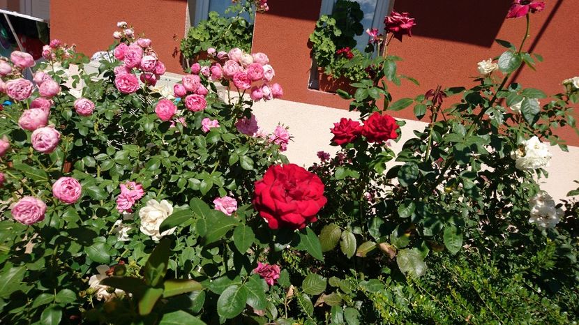  - Gradina august 2017