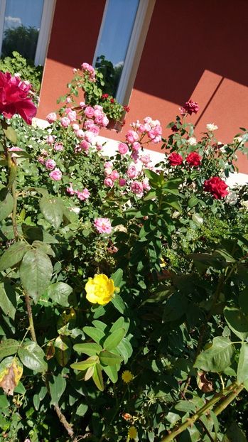  - Gradina august 2017