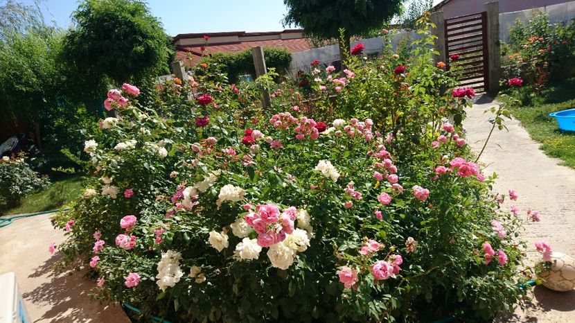  - Gradina august 2017