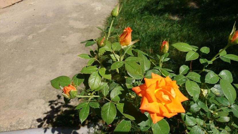  - Gradina august 2017