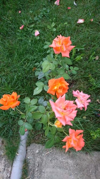  - Gradina august 2017