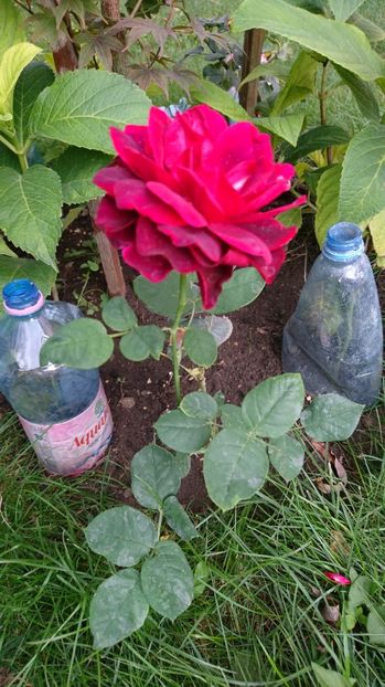  - Gradina august 2017