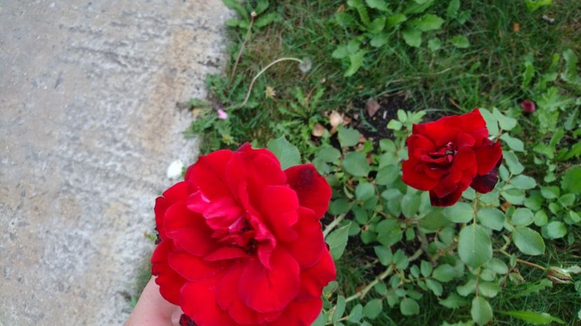  - Gradina august 2017