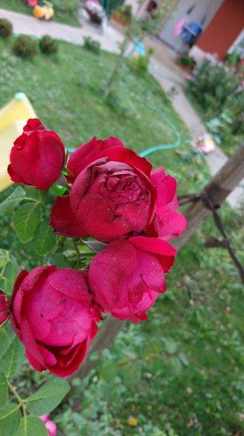  - Gradina august 2017