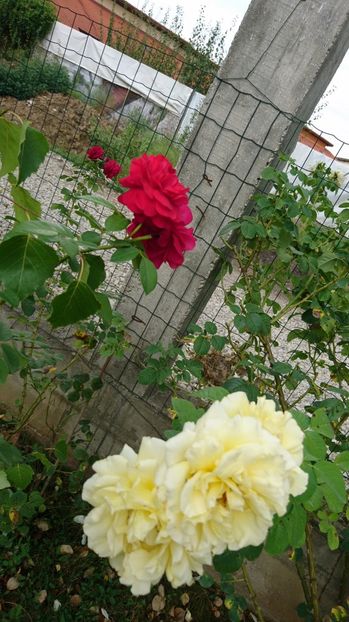  - Gradina august 2017