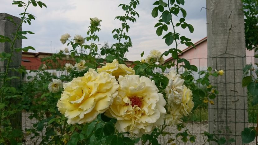  - Gradina august 2017