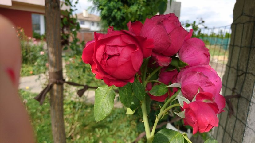  - Gradina august 2017