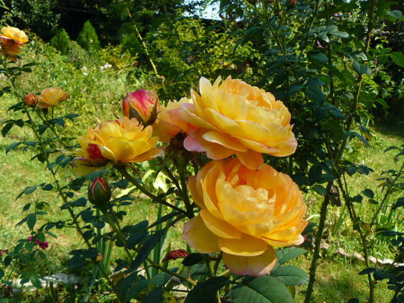 Rosomane Janon - 2017 August