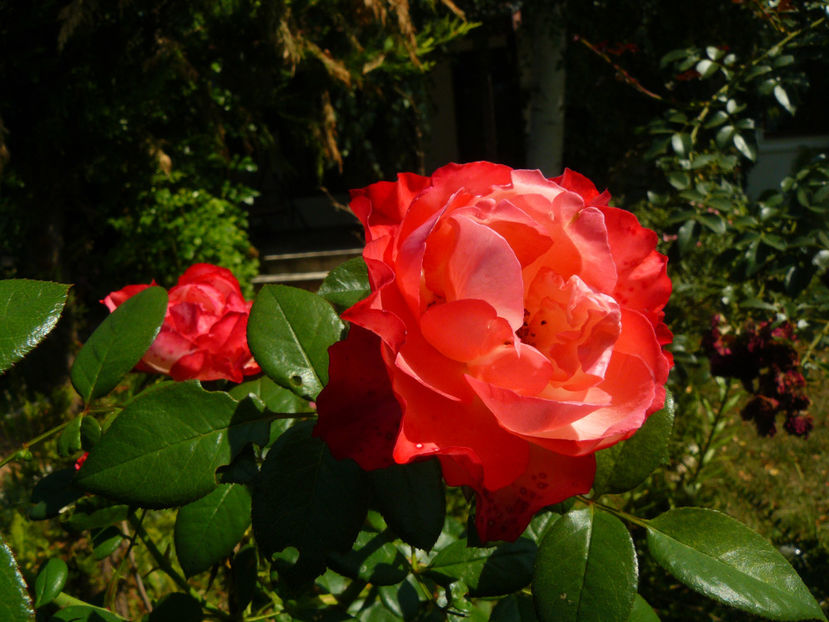 Nostalgie - 2017 August