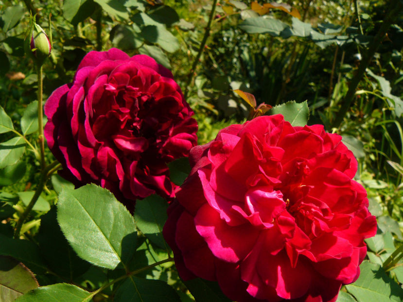 Munstead Wood - 2017 August