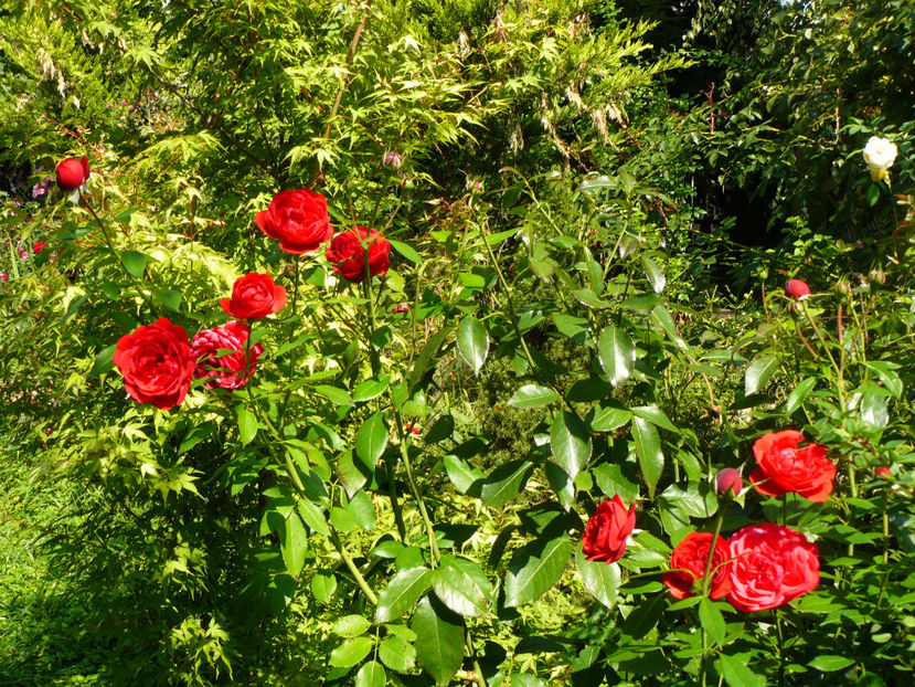 Out of Rosenhaim - 2017 August