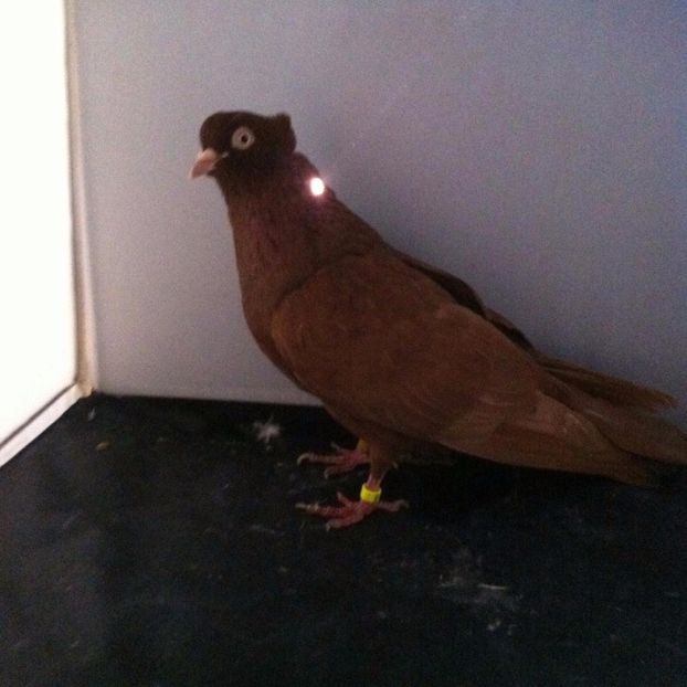 21246051_2006476632915378_1093169059_o - 5 arhiva