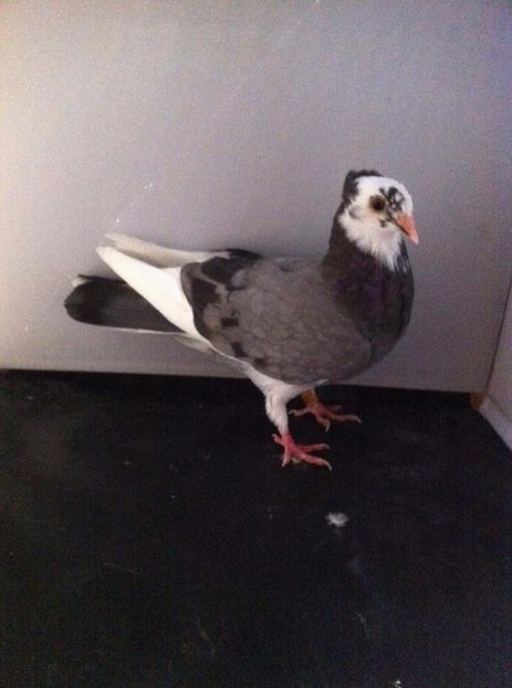 21247706_2006477189581989_63247190_o - 3 jucatori si zburatori