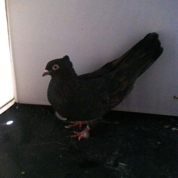 21267539_2006476366248738_1278613723_o - 3 jucatori si zburatori