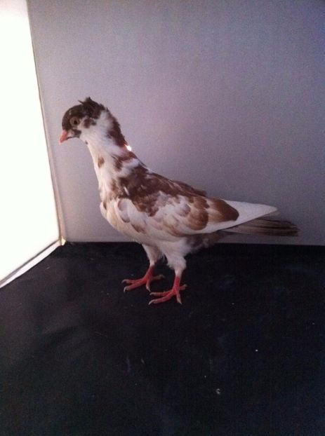 21267611_2006477272915314_1216043195_o - 3 jucatori si zburatori