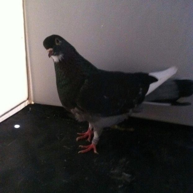 21267997_2006476692915372_196524984_o - 3 jucatori si zburatori