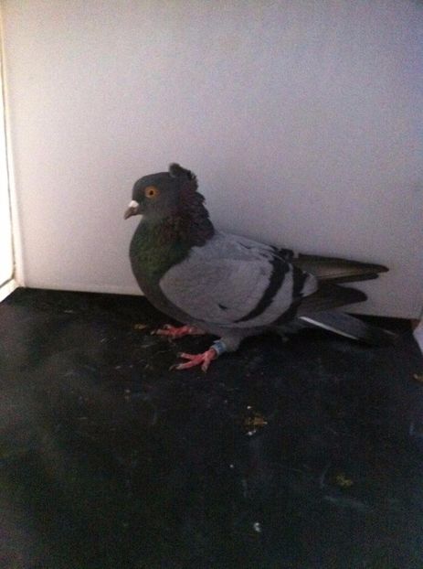 21268056_2006477029582005_1811992280_o - 3 jucatori si zburatori