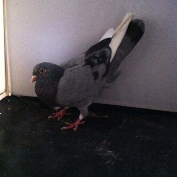 21268158_2006476552915386_1546947550_o - 3 jucatori si zburatori